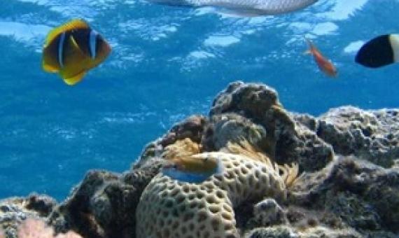 coral reefs. Credit: Pixabay/CC0 Public Domain