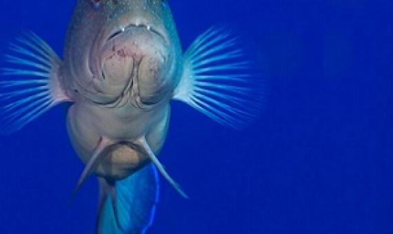 The study species is coral groupers (Plectropomus spp.), which are a valuable fisheries species throughout the Indo-Pacific region. The total annual harvest on the Great Barrier Reef averages 983 metric tons. The majority of fish are exported live to foreign markets. Credit - Tane Sinclair Taylor.