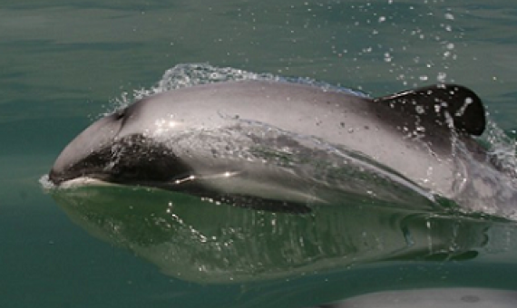 Maui Dolphin