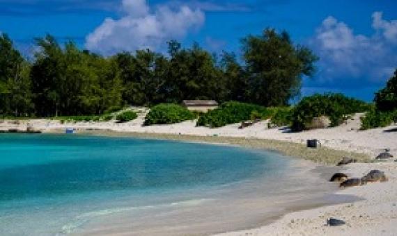 Sea turtles lie in the sun on Turtle Beach at Midway Atoll, part of the Papahānaumokuākea Marine National Monument. PHOTOGRAPH BY A.J. CHAVAR, THE NEW YORK TIMES/REDUX