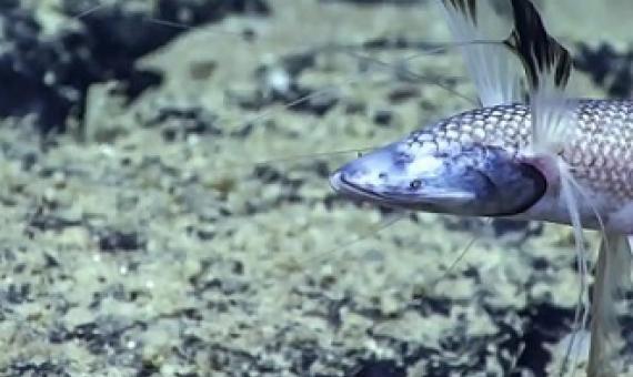A tripod fish, one of the deep-sea species identified by the study conducted in the waters off the coast of Angola, west Africa. Photograph: NOAA Office of Ocean Exploration and Research/PA