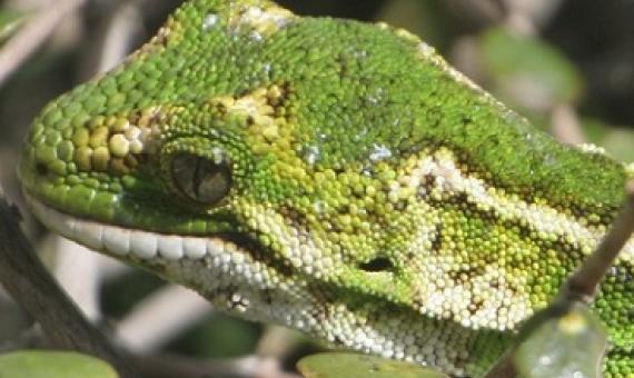 Jewelled gecko (moko kākāriki) Photo: Flickr / Eric de Leeuw / CC BY-NC-ND 2.0