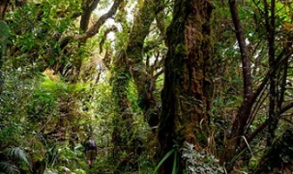 The number of plant species in New Zealand has doubled since humans settled there about 800 years ago. Credit: Matthew Lovette/Education Images/UIG/Getty
