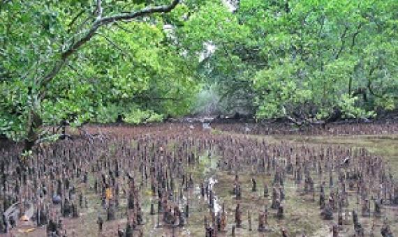 mangroves, Marshall Islands. credit - V.Jungblut
