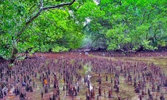 Namdrik Atoll mangroves. Credit - V. Jungblut