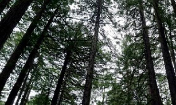 Second growth redwood trees are seen in a grove at Joaquin Miller Park in Oakland, California, on April 29, 2020. Photo: Carlos Avila Gonzalez/The San Francisco Chronicle via Getty Images