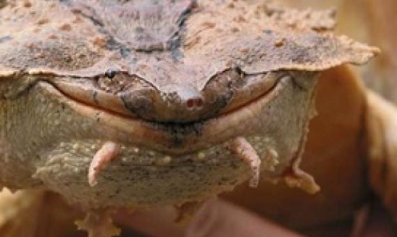 Based on genetic analyses, a second species of mata mata turtle was discovered. Credit: Rune Midtgaard