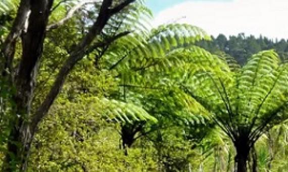 native forest. source - https://theconversation.com/