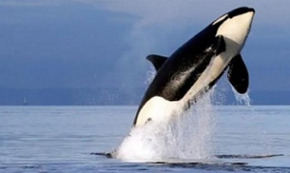 Canada has joined the Global Ocean Alliance, an international group of nearly two dozen other countries working to protect the world's oceans.  (The Associated Press)