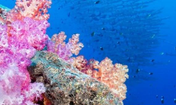 A coral reef in the waters off Palau. In the fiscal five years leading up to 2018, tourism generated up to 27% of Palau’s economy. Martin Strmiska/Getty Images