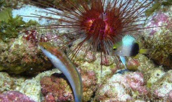 Papahanaumokuakea and Pacific Remote Islands Marine National Monuments. Credit - NOAA