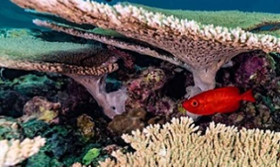 Researchers return from expedition to Papahanaumokuakea with a sense of hope. Credit - Kimberley Jeffries, NOAA