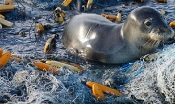 A Hawaiian monk seal rests atop a 11.5-ton “monster” derelict fishing net conglomerate that the team located and successfully removed in 2015. Credit: NOAA Fisheries.