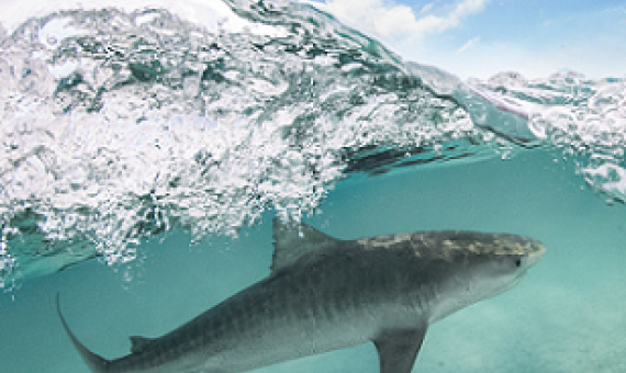 A tiger shark at Papahānaumokuākea Marine National Monument, which encompasses 582,578 square miles of the Pacific Ocean and is one of the largest marine protected areas in the world. Photo by Papahānaumokuākea Marine National Monument / Koa Matsuoka.