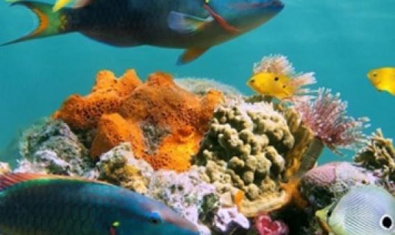 two parrotfish swin near a healthy reef. Photo: Vilaine Crevette via Shutterstock