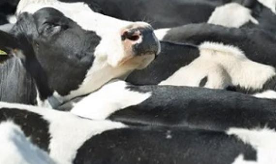 More than 80% of global farmland is used to raise animals, which provide only 18% of calories eaten. Credit - Alamy