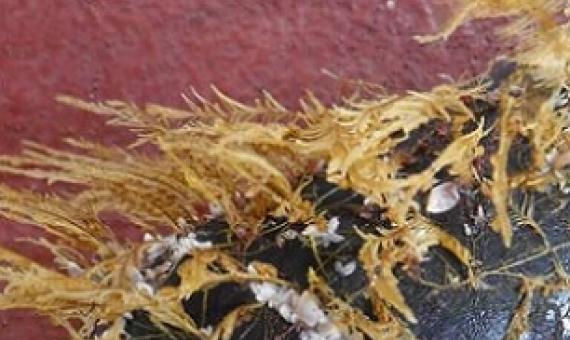 Coastal podded hydroid Aglaophenia pluma, an open-ocean crab (Planes genus) and open-ocean gooseneck barnacles (Lepas genus) colonizing a piece of floating debris. Credit: Smithsonian Institution