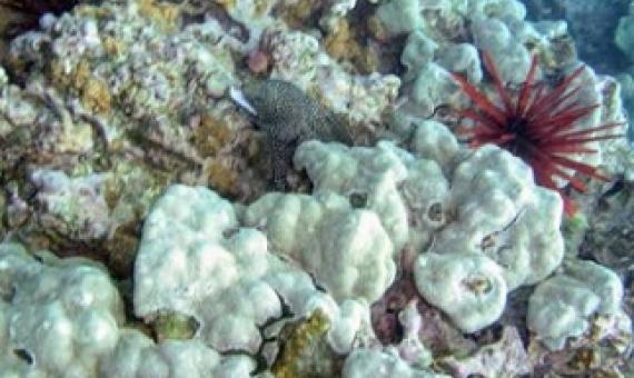 Porites lobata forms the foundation of many coral reefs in Hawaii and throughout the tropical Pacific (location: Olawalu Maui). Credit: Zac Forsman