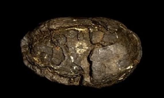 Polymetallic nodule. Credit: John Cancalosi Alamy 