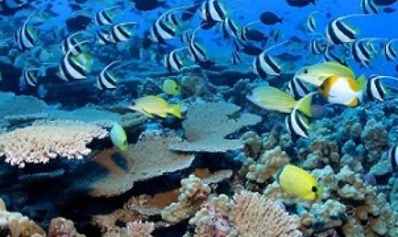 Reef fish in Papahanaumokuakea. Credit - James Watt.