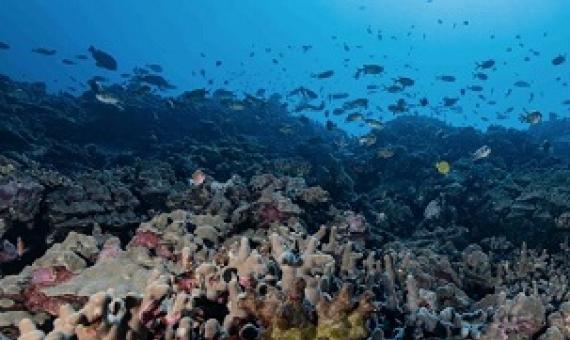 A school of fish swim amongst healthy coral reefs in South Kona, Hawaii Island. Credit: Greg Asner, Arizona State University Center for Global Discovery and Conservation Science