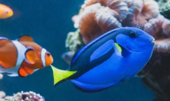 Reef fish of Palau. credit - 123rf