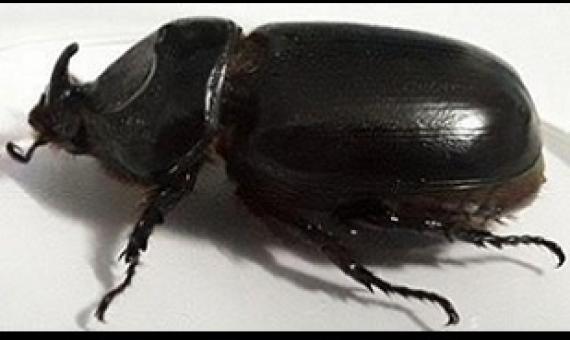 coconut rhinoceros beetle. credit - Vanuatu Daily Post