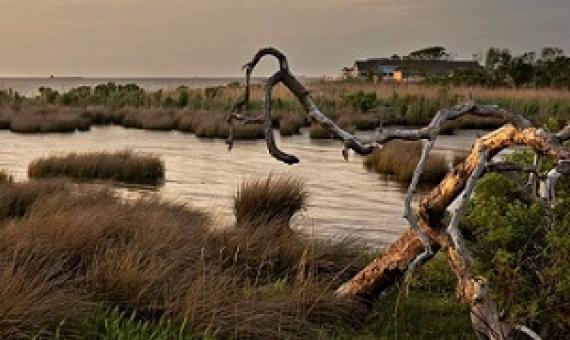 Light dims at sunset over a salt marsh on Currituck Sound in North Carolina. Credit - Spring Images Alamy