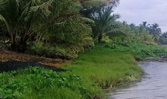 The only remaining salt marsh in country – the Aroko Salt Marsh in Ngatangiia. Credit - https://www.cookislandsnews.com/ 