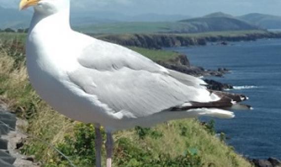 A seabird in Rings of Kerry, Ireland. Credit: Renata Cianciaruso