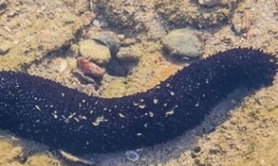 sea cucumber. Photo: 123RF