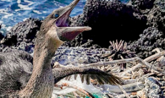 seabird, Galapagos island