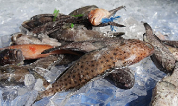 Kawakawa and Donu fish species, FIJI