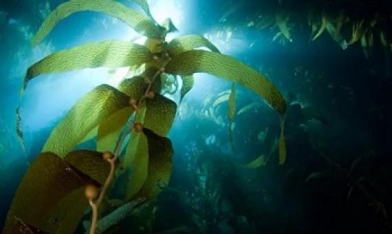 Sunlight streaming through a forest of giant kelp off Catalina Island in California. Credit: David Fleetham Getty Images