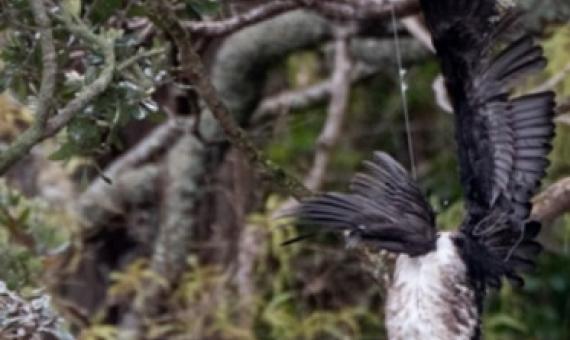 A shag in fishing line, caught in a tree. Photo: Supplied / Edin Whitehead