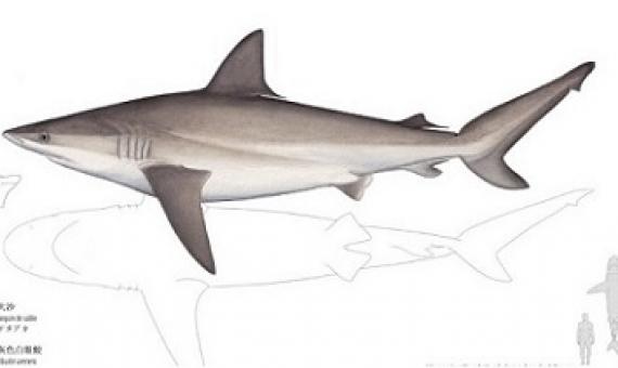 SPC shark and ray guide. credit - SPC