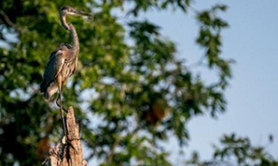 Photo by Stephen Taglieri for Mongabay.