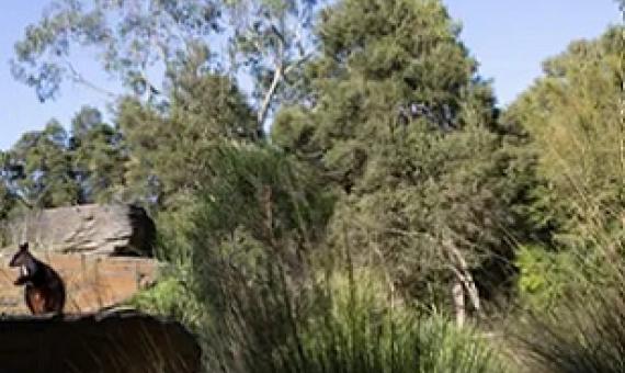 Economic research commissioned by the Australian Academy of Science argues every dollar spent on recording Australia’s plants and animals could deliver up to $35 in benefits. Photograph: John Moore/Getty Images