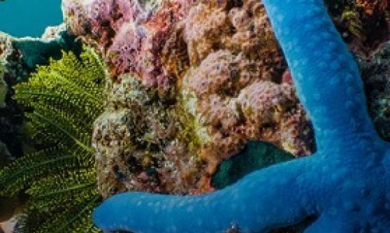 Tired of ‘writing obituaries for coral reefs,’ surfing scientists find new ways to save them