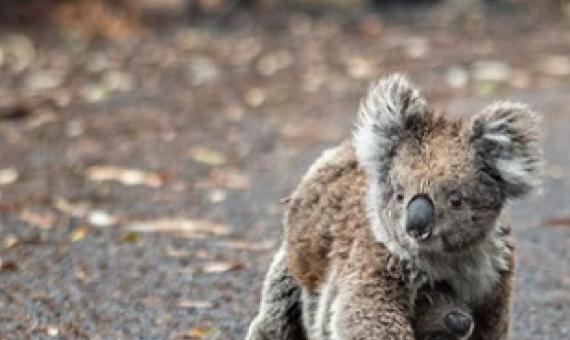 Koala Bear. Source - Mongabay.com