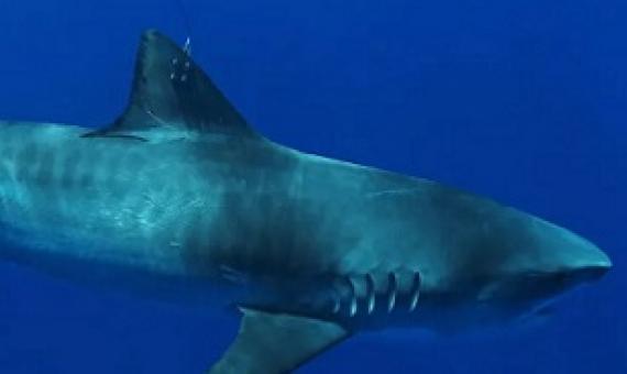 tiger shark. Credit - https://www.kitv.com/
