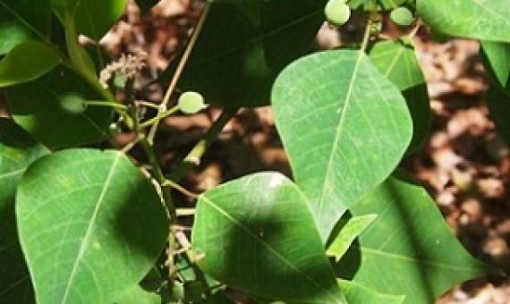 Homalanthus nutans, or Mamala. Photo: [Mark Marathon / CC BY-SA (https://creativecommons.org/licenses/by-sa/4.0) Mark Marathon]