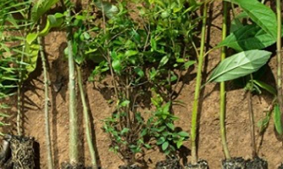 Without planting more trees in the tropics, we can’t fix the climate. Credit - www.mongabay.com