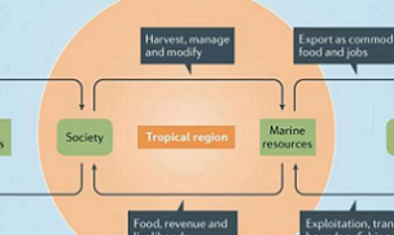 These linkages enable the flow of benefits, including food, livelihoods and government revenue, from tropical fisheries to extratropical locations. Fish from the tropics sold in temperate-zone markets provides jobs and revenue to tropical nations. That flow of benefits is threatened by the larger impact of climate change on tropical fishery systems. EEZs, exclusive economic zones. Credit: Lam et al, Nature Reviews Earth & Environment