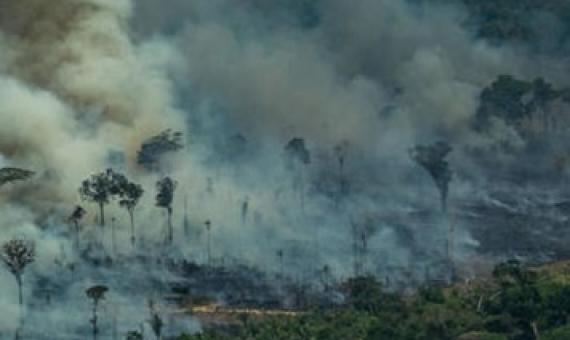 tropical forests carbon sources. photo - mongabay.com