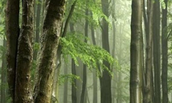 Tropical Forest. Credit -CC0 Public Domain