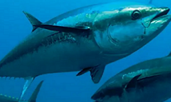 Tuna fishery. Credit - the Loop PNG, https://www.looppng.com/