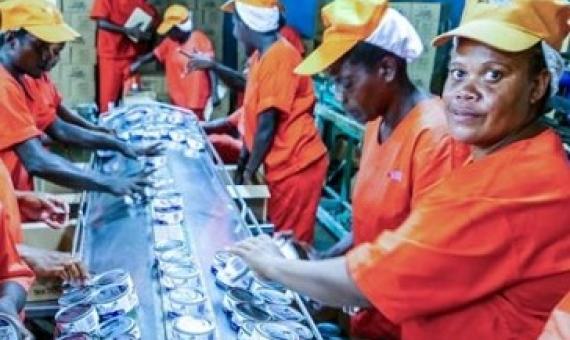 On the processing line at a Pacific Islands tuna cannery. Photo: Francisco Blaha.