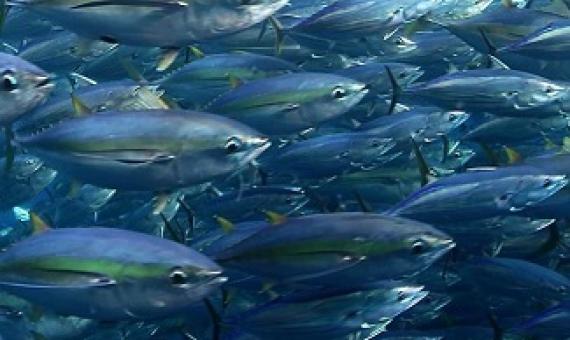 Bigeye tuna and yellowfin. Photo -  Fabien Forget/ISSF