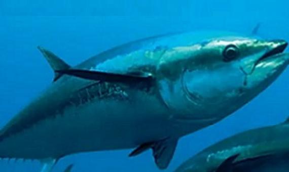 tuna fishery. Credit - the Loop PNG